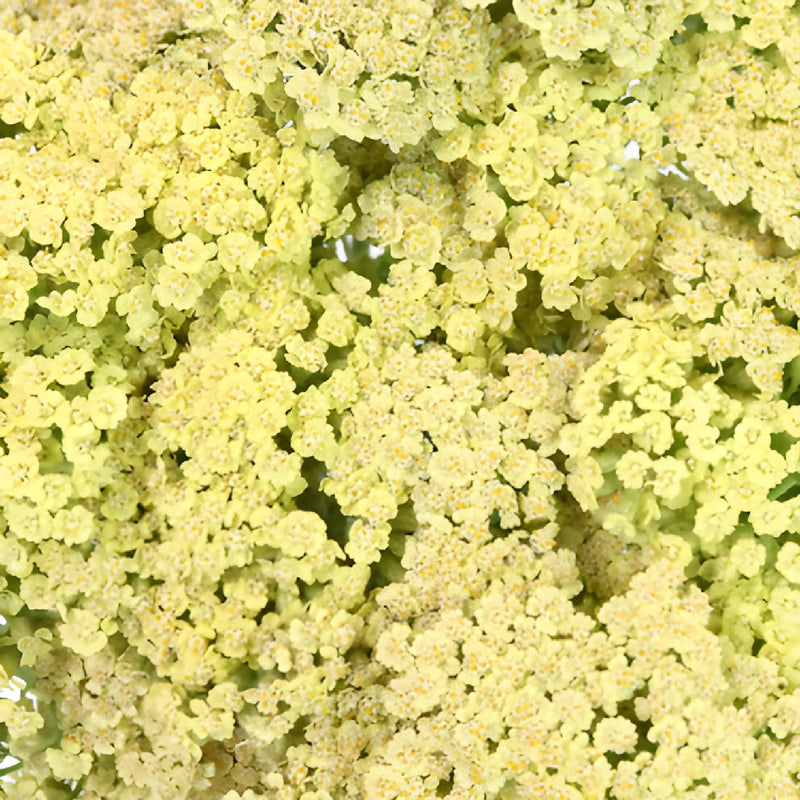 Yellow Cottage Yarrow Flowers