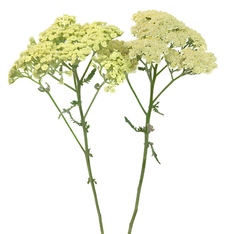 Yellow Cottage Yarrow Flowers