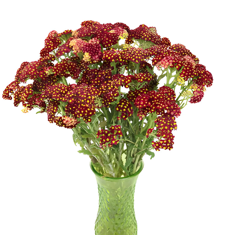 Deep Red Cottage Yarrow Flowers