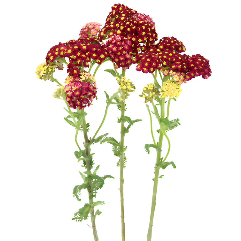 Deep Red Cottage Yarrow Flowers