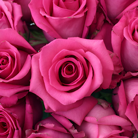 Cotton Candy Hot Pink Rose