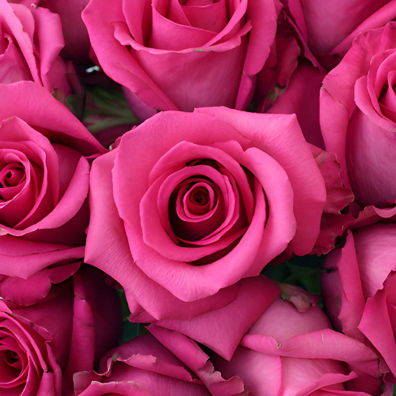 Cotton Candy Hot Pink Rose