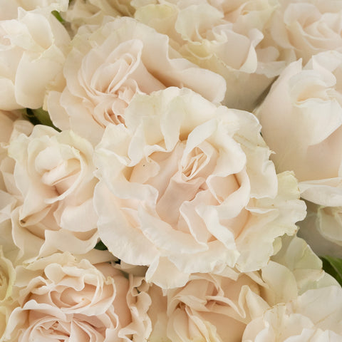 Cotton X-pression Garden Rose Close Up - Image