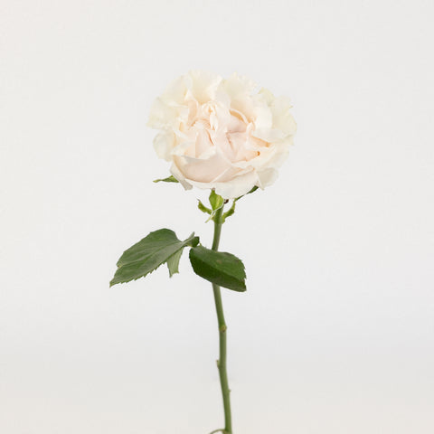 Cotton X-pression Garden Rose Stem - Image