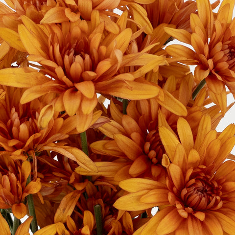 Country Copper Wedding Flower Close Up - Image