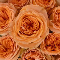 Country Home Garden Rose Close Up - Image
