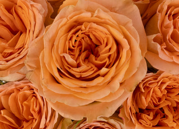 Country Home Garden Rose Close Up - Image