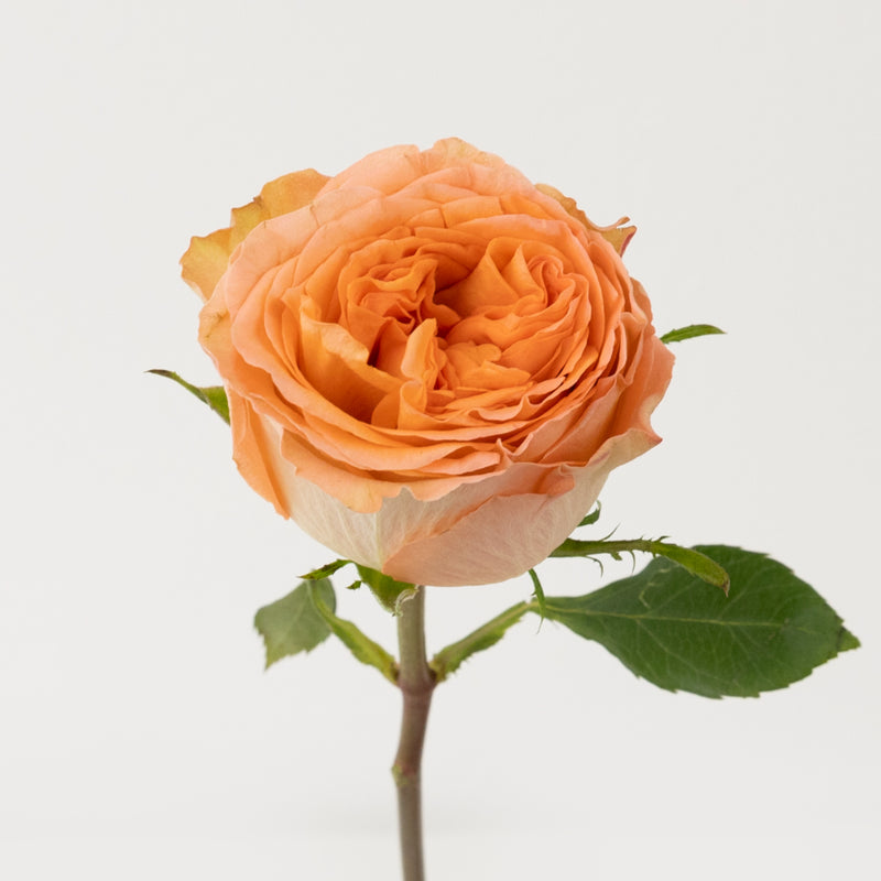 Country Home Garden Rose Stem - Image