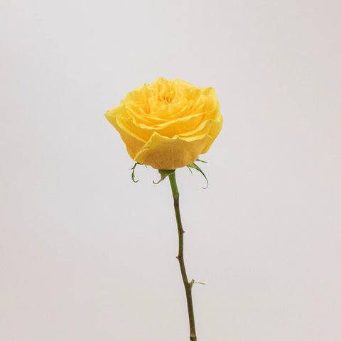 Country Sun Yellow Rose Stem