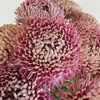 Couture Close Up - Image