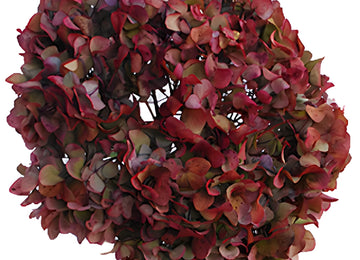 Cranberry Antique Enhanced Hydrangea Up Close
