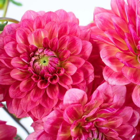 Cranberry Cocktail Dahlia Flower Up Close