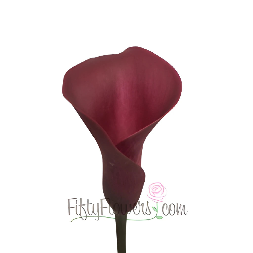Purpleberry Mini Calla Lily Flower - Thumbnail 3
