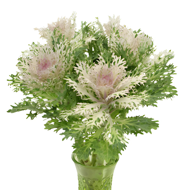 Creamy Lavender Ornamental King Kale Flowers