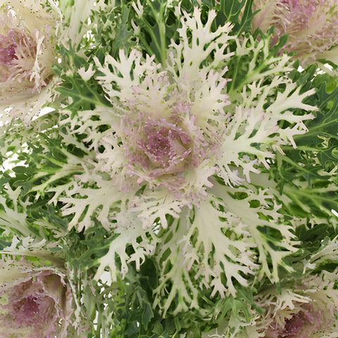 Creamy Lavender Ornamental King Kale Flowers