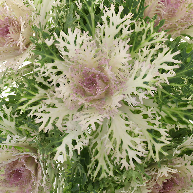 Creamy Lavender Ornamental King Kale Flowers