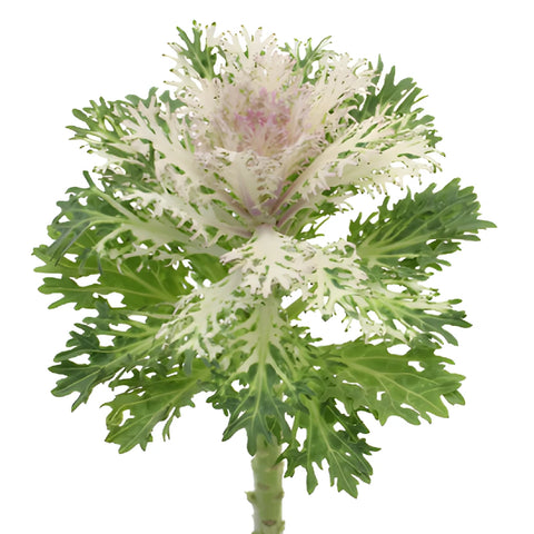 Creamy Lavender Ornamental King Kale Flowers