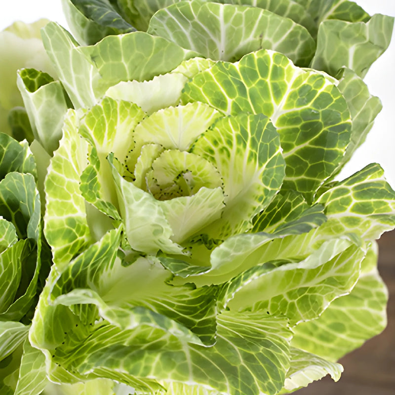 White Ornamental Kale Flowers
