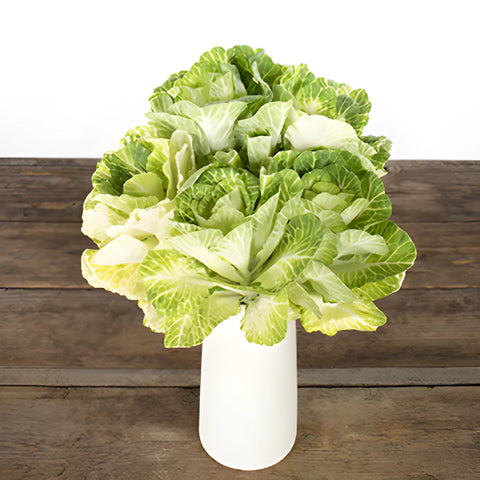 White Ornamental Kale Flowers