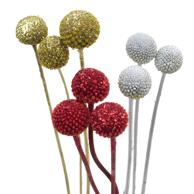 Holiday Colors Airbrushed Craspedia Billy Balls