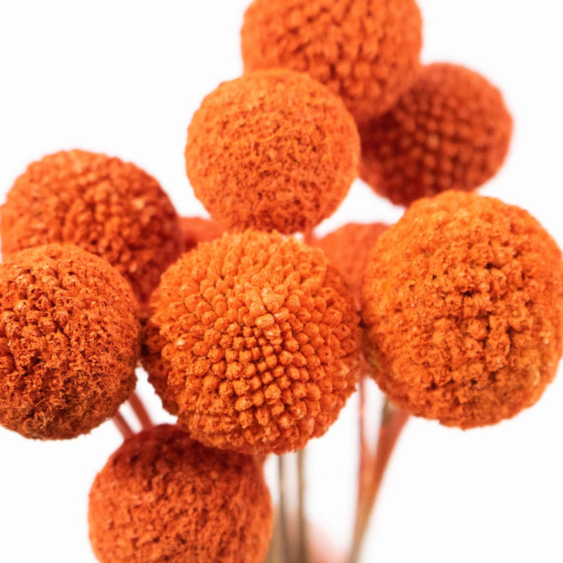 Craspedia Billy Balls Orange Flower Up Close