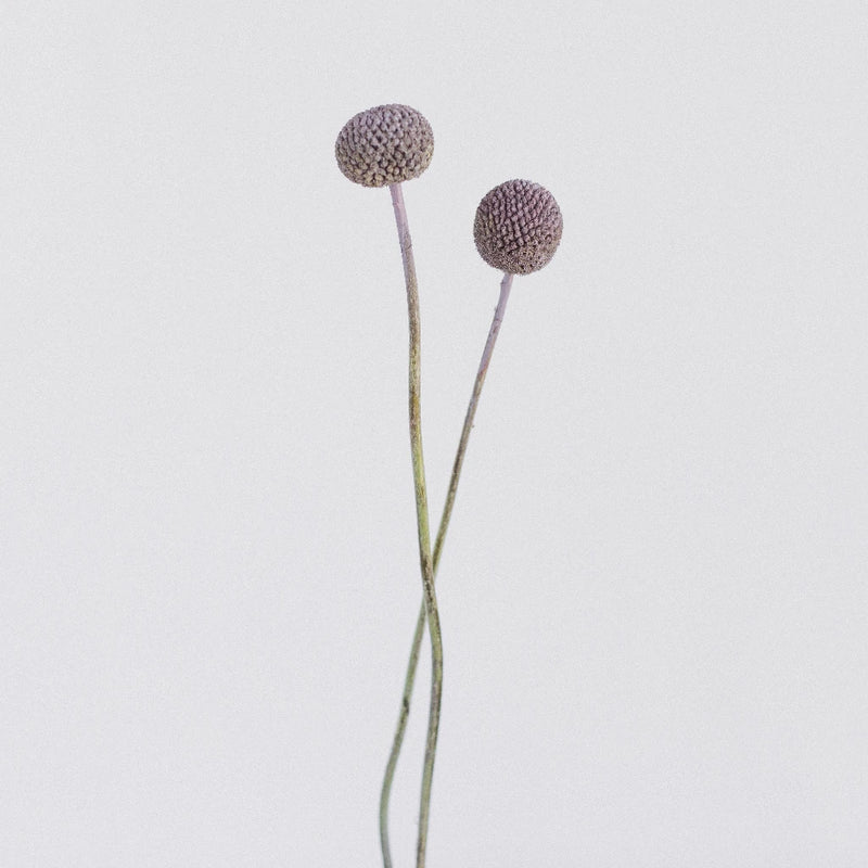 Craspedia Billy Balls Silver Stem - Image