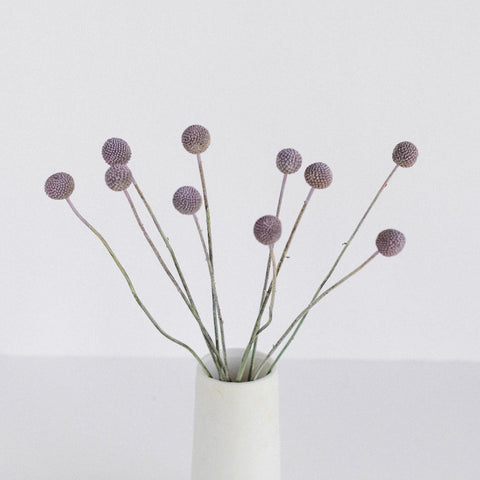 Craspedia Billy Balls Silver Vase - Image