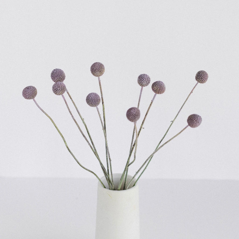 Craspedia Billy Balls Silver Vase - Image