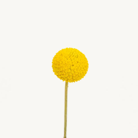 Craspedia Billy Balls Yellow Flower Stem - Image