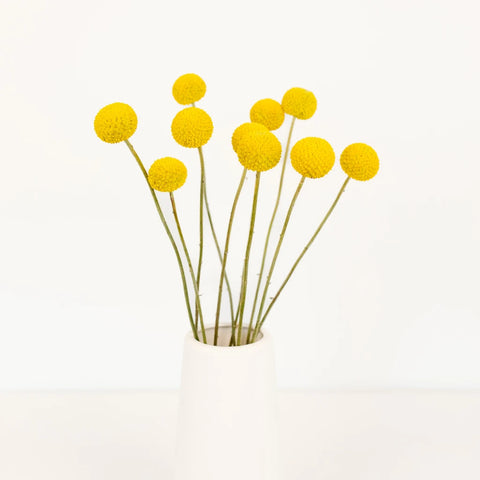 Craspedia Billy Balls Yellow Flower Vase - Image