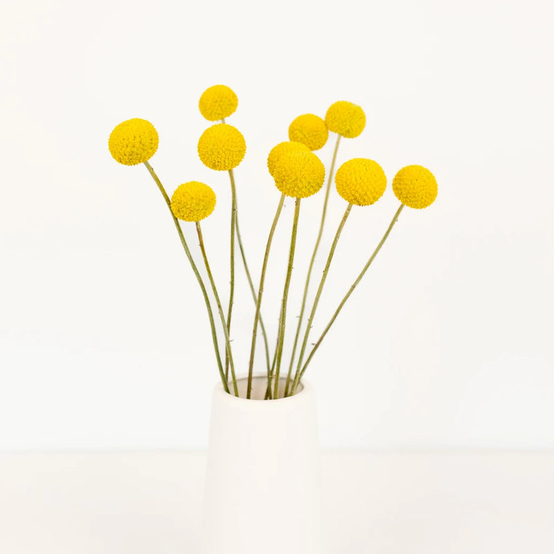 Craspedia Billy Balls Yellow Flower Vase - Image