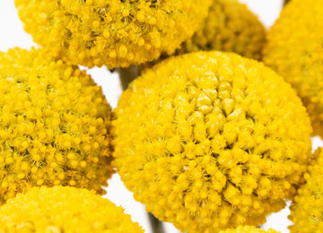 Craspedia Billy Balls Yellow Flower