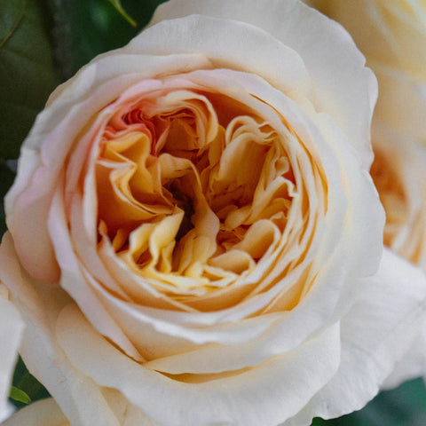 Cream Juliet Garden Rose Close Up - Image