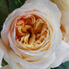 Cream Juliet Garden Rose