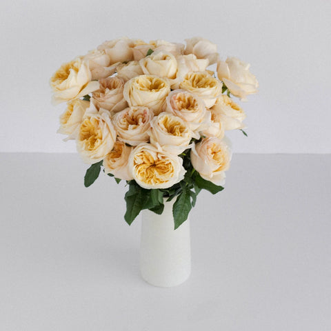 Cream Juliet Garden Rose Vase - Image