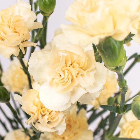 Cream Mini Carnation Flower Up Close