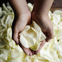 Cream Rose Petals Wholesale
