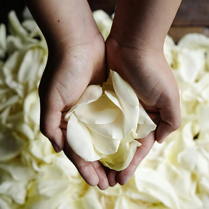 Cream Rose Petals Wholesale