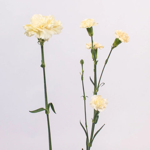 Cream Yellow Flower Stem