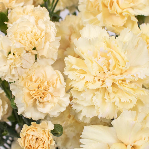 Cream Yellow Flower Kit Up Close