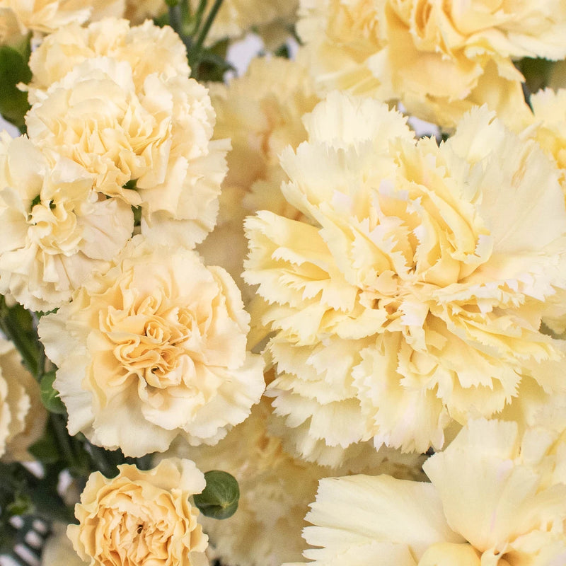 Cream Yellow Flower Kit Up Close