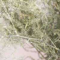 Asparagus Fern Cream Wholesale Greenery Up Close
