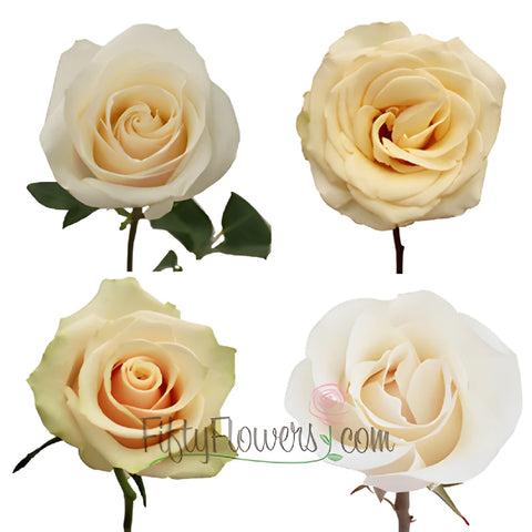 cream Roses