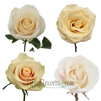 cream Roses