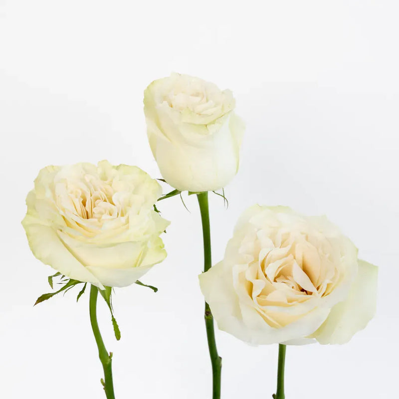 Creamy Ivory Garden Rose Stem - Image