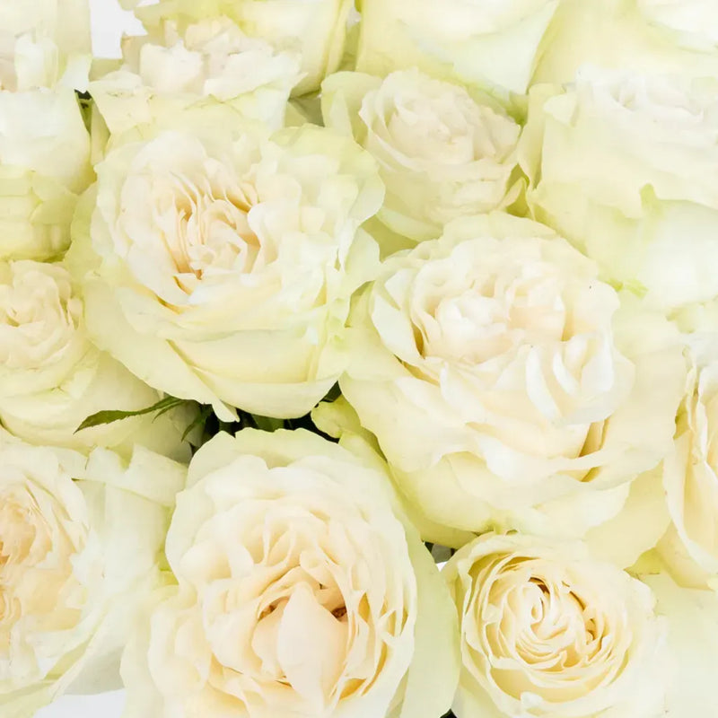 Creamy Ivory Garden Rose Close Up - Image