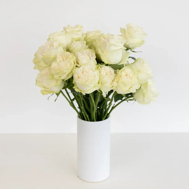 Creamy Ivory Garden Rose Other - Image