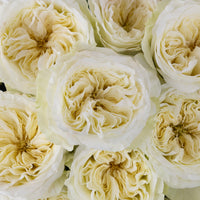 Creamy Ivory Peony Rose Close Up - Image