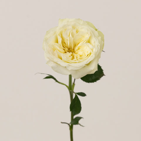 Creamy Ivory Peony Rose Other - Image