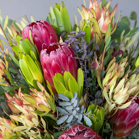 Creamy Peach Protea Flower Close Up - Image